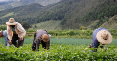 Productores agropecuarios piden al gobierno levantar prohibición contra el uso de drones