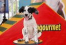 Castings del «Calendario Dogourmet 2025» reunió a más de 300 peluditos en Caracas y Lechería