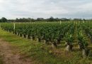 Preocupa a los agrónomos impacto ambiental en cultivo de la palma aceitera