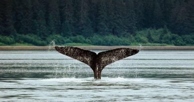 Proyecto 7 Maravillas Naturales de America celebró el Día de las Maravillas destacando el ecoturismo