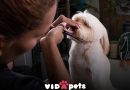 Vida Pets redefine el grooming: bienestar, estilo y confianza para nuestras mascotas