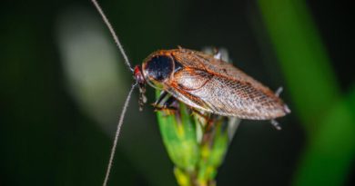 La cucaracha inspira innovaciones energéticas e industriales en Brasil