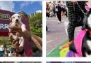 Caracas celebró el Calendario Dogourmet 2026 con más de 900 peluditos