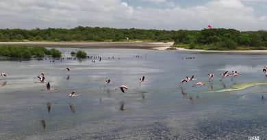 Comunidades costeras venezolanas se unen a la ciencia para proteger sus humedales