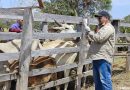 Jornada de vacunación fortalece la sanidad animal y la seguridad alimentaria en el estado Apure