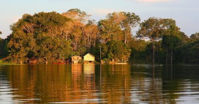 Un llamado urgente a la acción por la salud de nuestros bosques