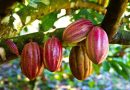 La Unión Europea tendrá seminario para productores de café y cacao venezolanos