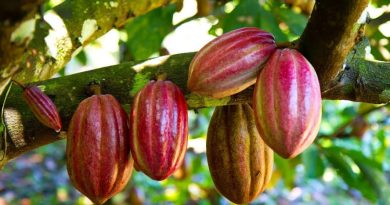 La Unión Europea tendrá seminario para productores de café y cacao venezolanos