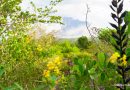 Amazonía venezolana: biodiversidad, vida y futuro sostenible