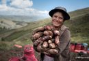 Día Internacional de la Papa, mucho más que un alimento con Ciencia y Cocina