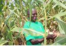 Investigación sobre el terreno es un salvavidas para seguridad alimentaria de Zimbabue