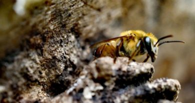 Abejas y personas: una dulce alianza que no es solo miel