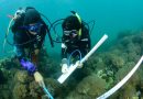 Venezuela valida cinco métodos científicos para controlar el coral invasor Unomia stolonifera
