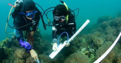 Venezuela valida cinco métodos científicos para controlar el coral invasor Unomia stolonifera
