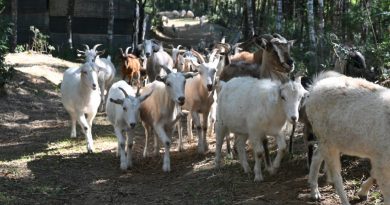 Un rebaño contra las llamas sin control