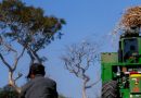 Las complicaciones socioambientales que arrastran los monocultivos en América Central