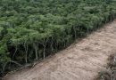 Sudamérica registra la mayor pérdida de bosques del planeta