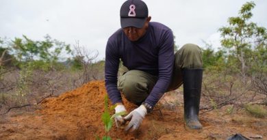 FAO aportará más de 1,5 millones de plántulas al Plan de Reforestación Chuquisaca
