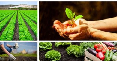 Construir sistemas agroalimentarios resilientes protegiendo nuestros ecosistemas