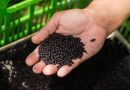 Contraataque nuclear para frenar a la mosca barrenadora