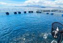 Nuevo récord en la producción pesquera en el mundo