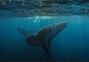 Día Mundial de las Ballenas y los Delfines: ONG piden reforzar la protección de los mamíferos marinos