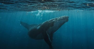 Día Mundial de las Ballenas y los Delfines: ONG piden reforzar la protección de los mamíferos marinos