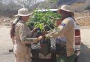 Provita: «5.184 nuevos árboles plantados en la Península de Macanao»