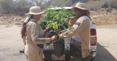 Provita: «5.184 nuevos árboles plantados en la Península de Macanao»