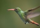 El mundo no está cumpliendo sus compromisos con la naturaleza