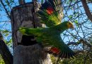 Provita: 215 nuevas cotorras pintan los cielos de Margarita con sus vuelos durante 2026