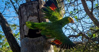 Provita: 215 nuevas cotorras pintan los cielos de Margarita con sus vuelos durante 2026