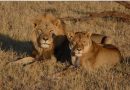 Salvar el ganado en Zimbabue está salvando a sus leones