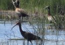 Por cada dólar en proteger la naturaleza se gastan 30 en destruirla