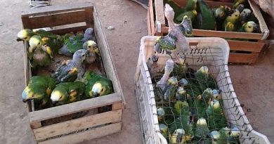 Turquía investiga tráfico animal desde Venezuela en «cajas de la muerte»